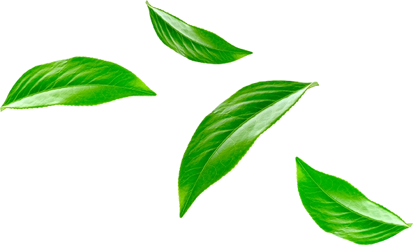 CKF-Sustainability-Leaf 1