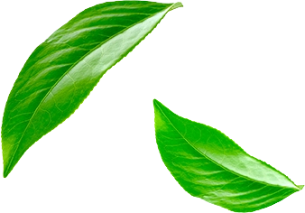 CKF-Sustainability-Leaf 2